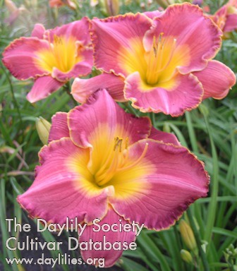 Daylily A Blessed Life